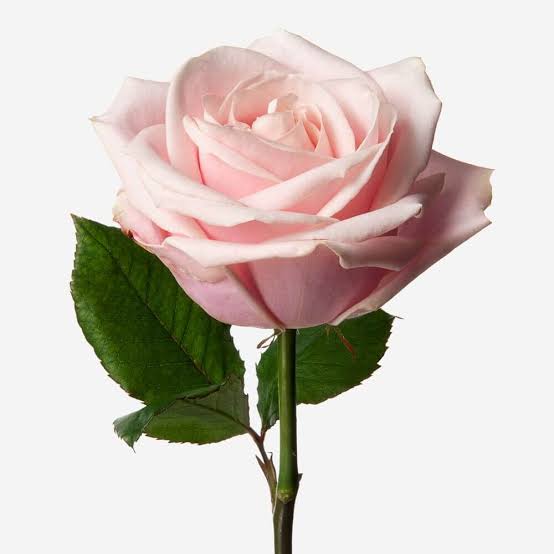 Rosas