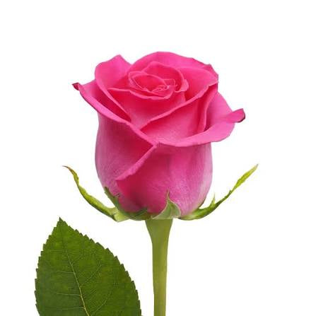 Rosas