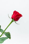 Rosas