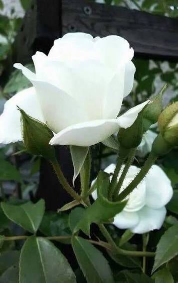Rosas