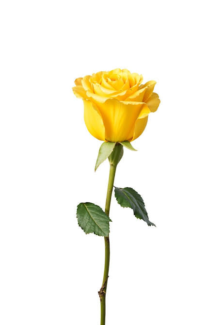 Rosas