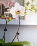 Boton de orquídea
