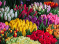 Tulipán