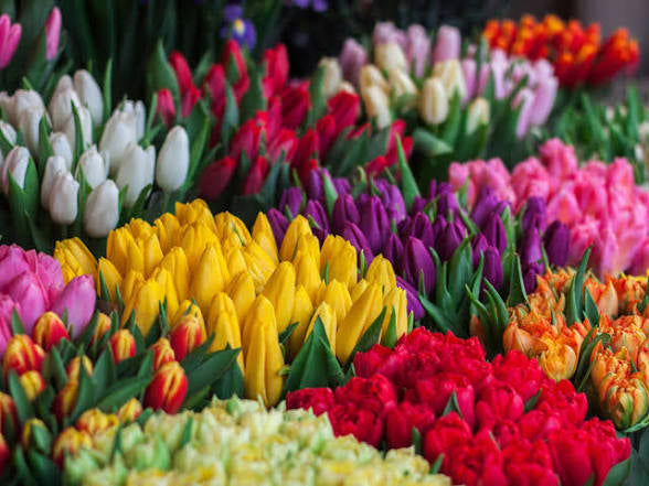 Tulipán
